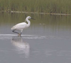 Little Egret at Scarborough Marsh, Doug Hitchcox photo
