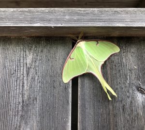 Luna Moth