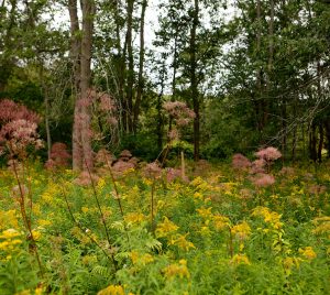 Meadow in the fall