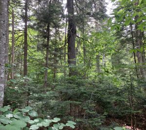 Old growth forest in Maine