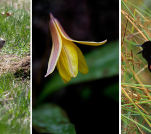 Phenomenal Spring Storytelling