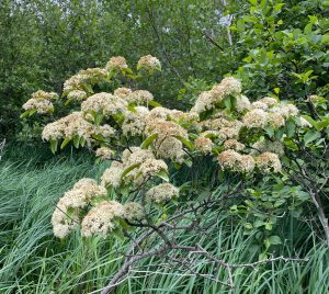 Swida racemosa, Dogwood