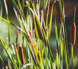 Cat Tails