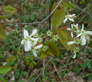 Serviceberry