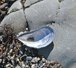 atlantic blue mussel