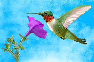 hummingbird painting with valerie wallace