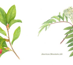 Joy Grannis Illustrations
