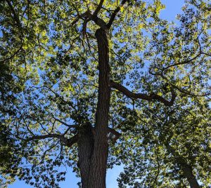 Red Oak