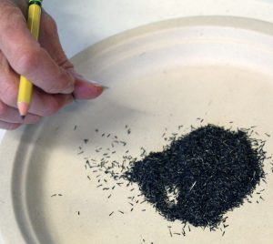 Seed Sowing Workshop