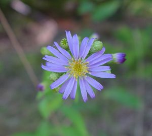 Smooth Blue Aster