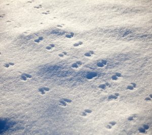 animal tracks in fresh snow
