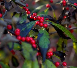 Winterberry