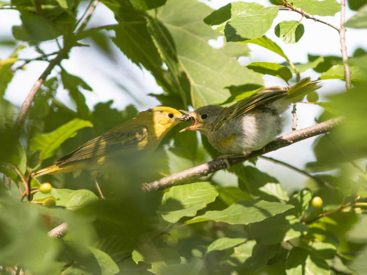 parent feeding baby bird