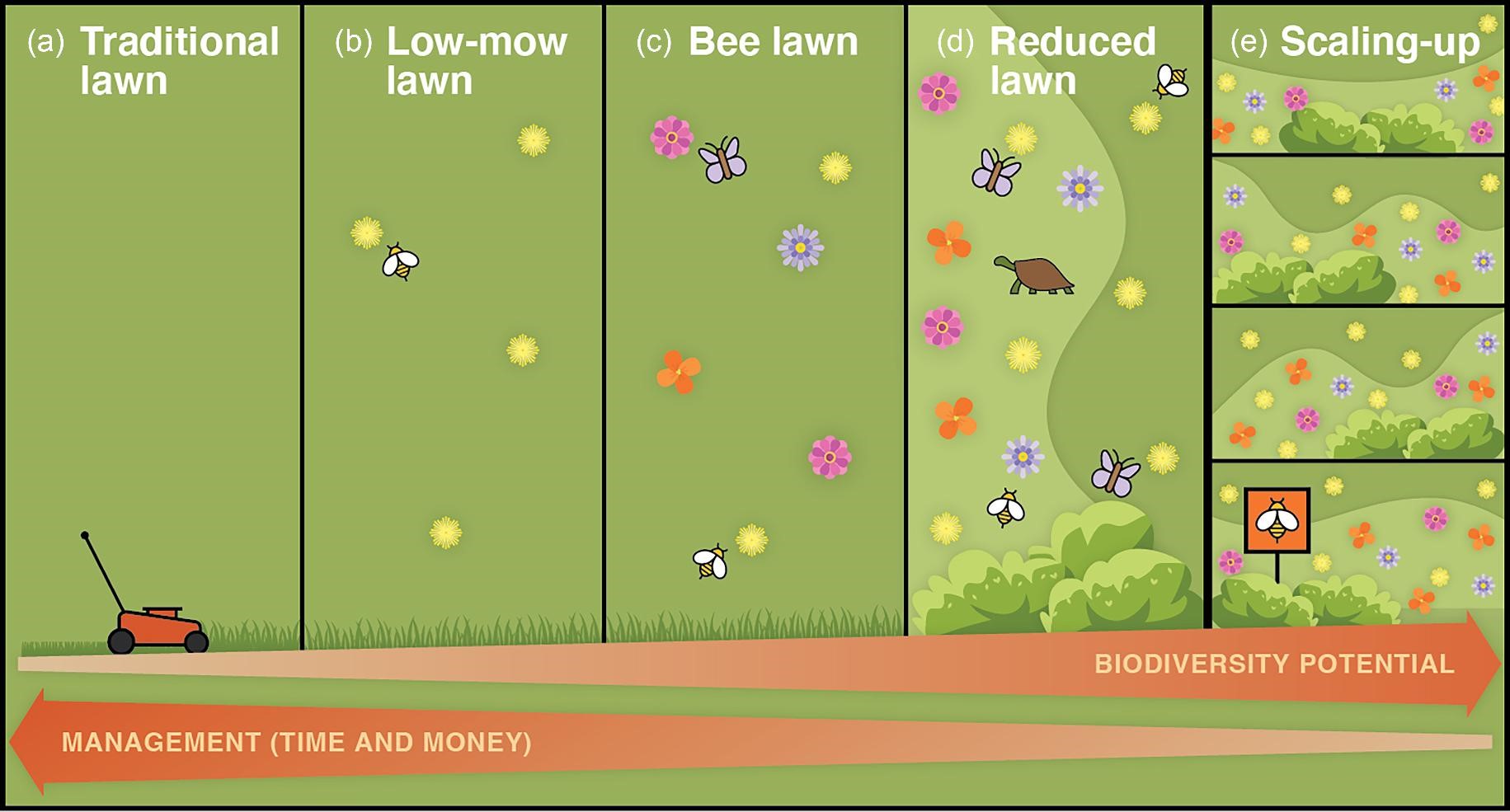 Susannah Lerman study on biodiversity potential in traditional lawns