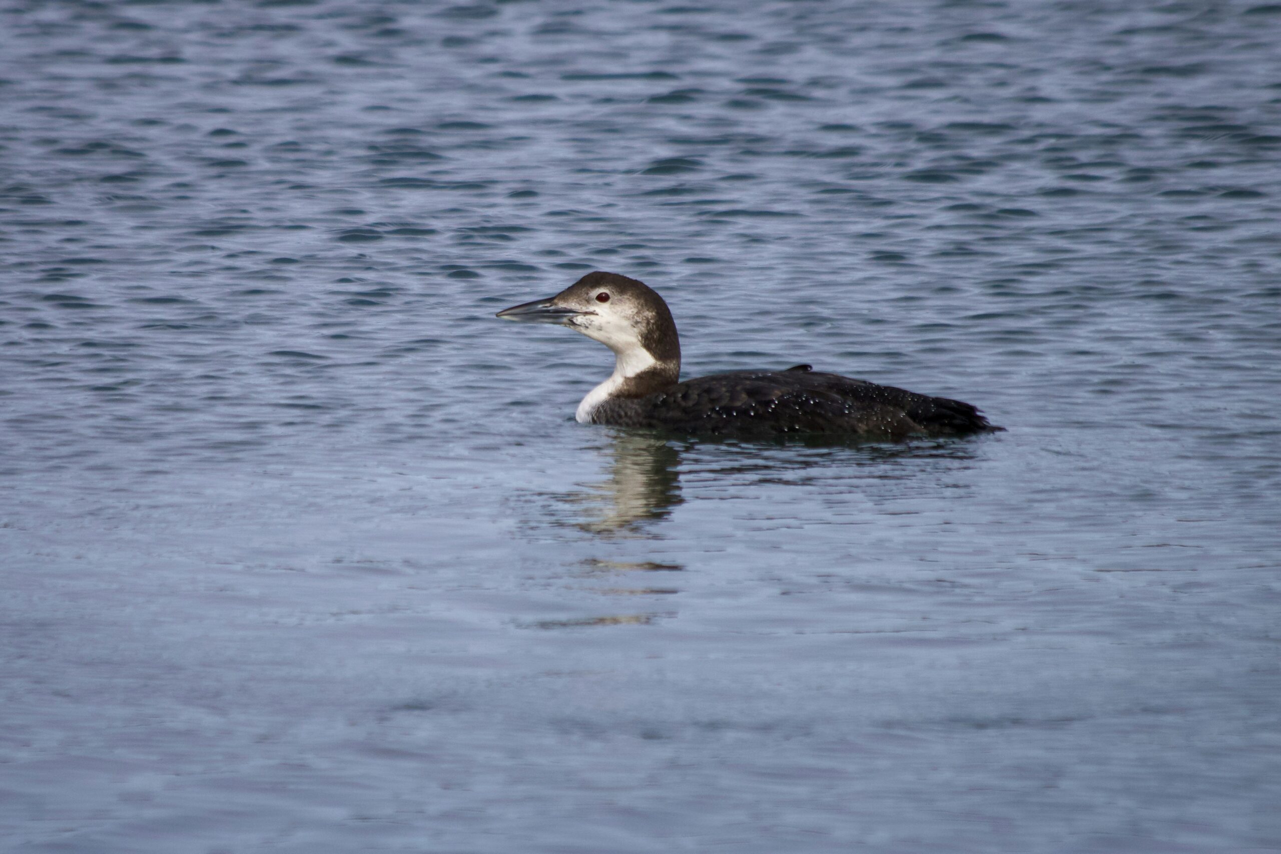 A Common Loon in winter plumage. Photo by Brian Yurasits on Unsplash