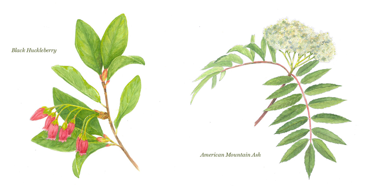 Joy Grannis Illustrations