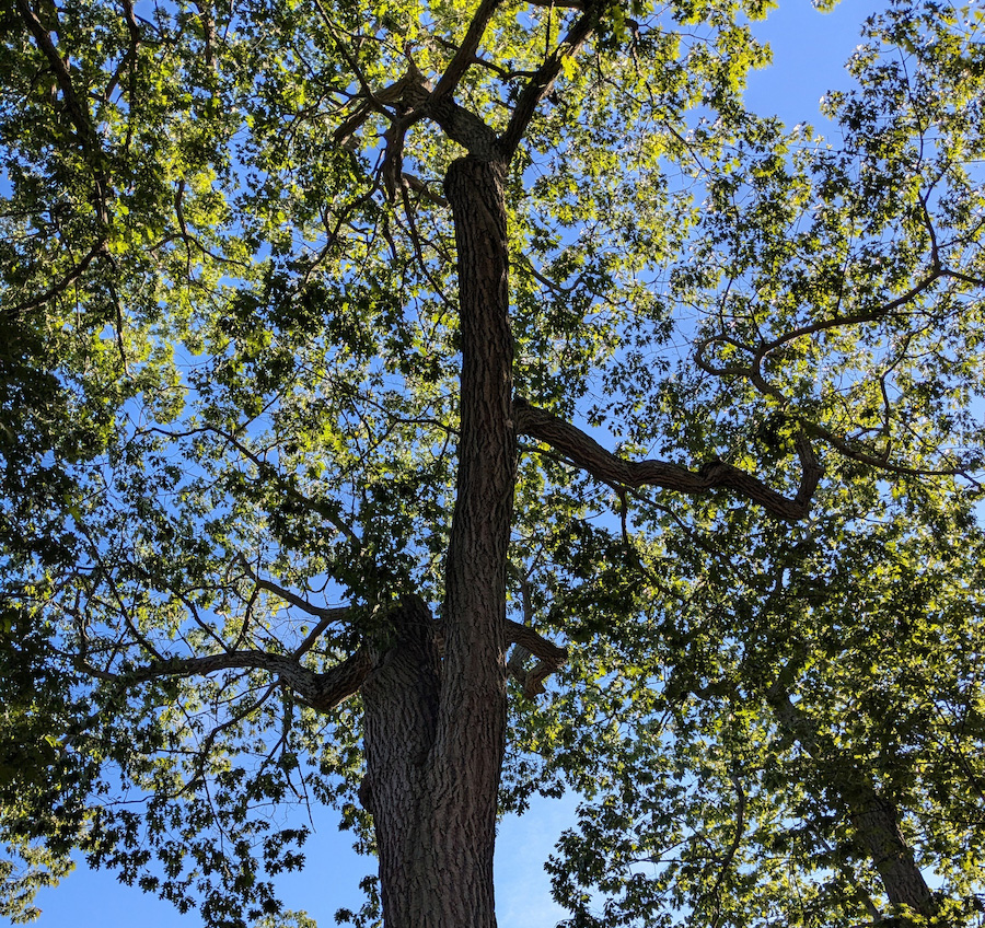 Red Oak